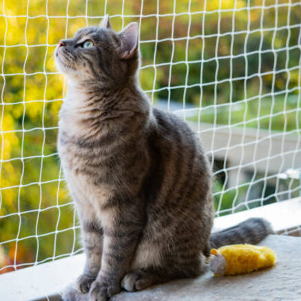 Geef je binnenkat veilig de vrijheid met een kattennet