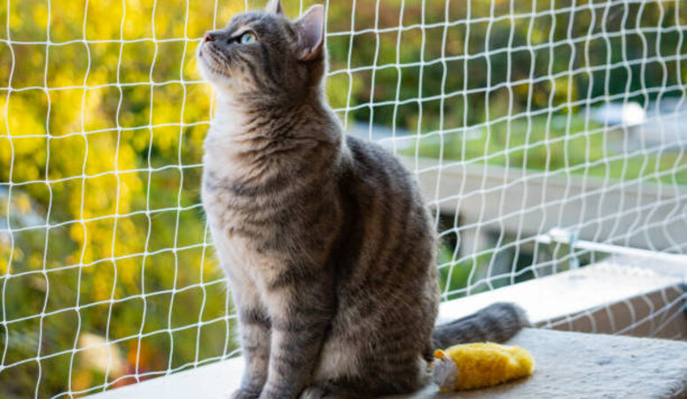Geef je binnenkat veilig de vrijheid met een kattennet