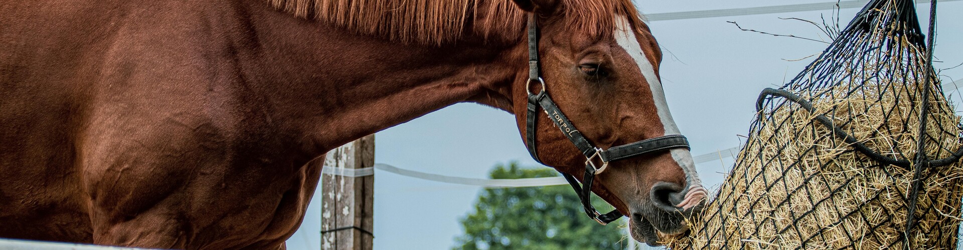 Waarom steeds meer paarden uit een slowfeeder eten: Dit zijn de voordelen