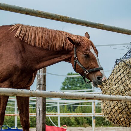 Waarom steeds meer paarden uit een slowfeeder eten: Dit zijn de voordelen