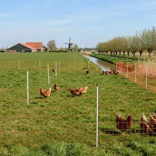 Euro-Netz Combi Pluimvee