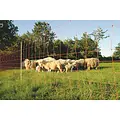 Euro-Netz 106 cm dubbelpunt Schapen