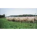Euro-Netz Combi 106 cm dubbelpunt - Schaap