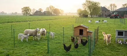 Weidenetten en afrasteringen