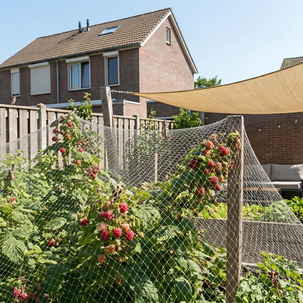 Waarom vogels je kersen of druiven opeten en hoe je dat voorkomt