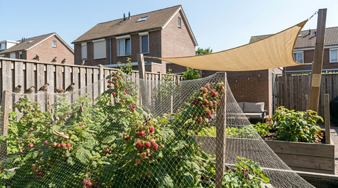 Waarom vogels je kersen of druiven opeten en hoe je dat voorkomt