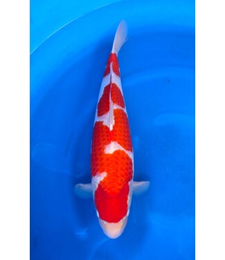 Kohaku Kohaku  Verkocht