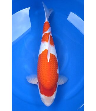 Kohaku Azukari  Verkocht