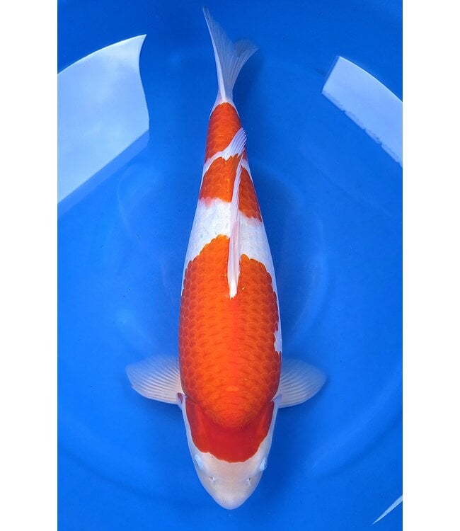 Kohaku Azukari  Verkocht