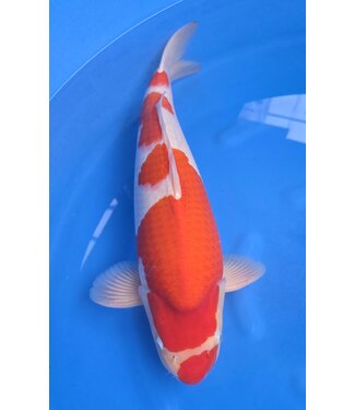 Kohaku verkocht