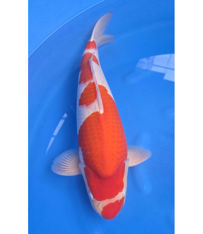 Kohaku Verkocht