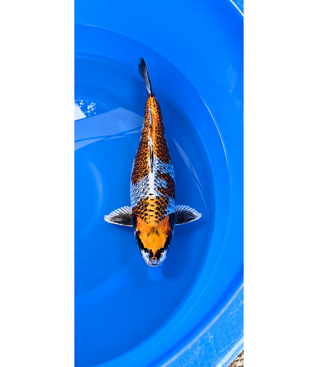 Beni Ginga 50cm