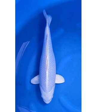 Platina Ogon  50 cm