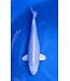 Platina Ogon  50 cm
