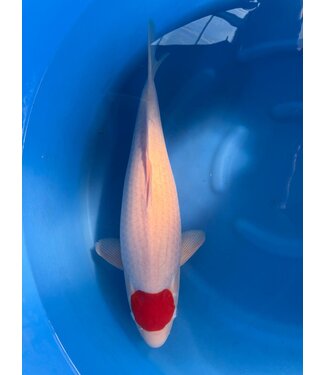 Tancho 65+ cm