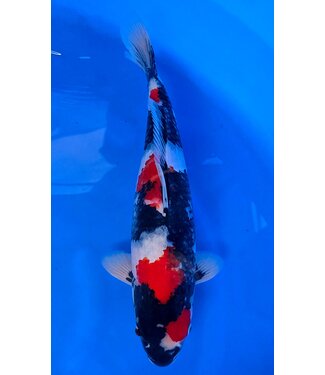 Showa 50 cm