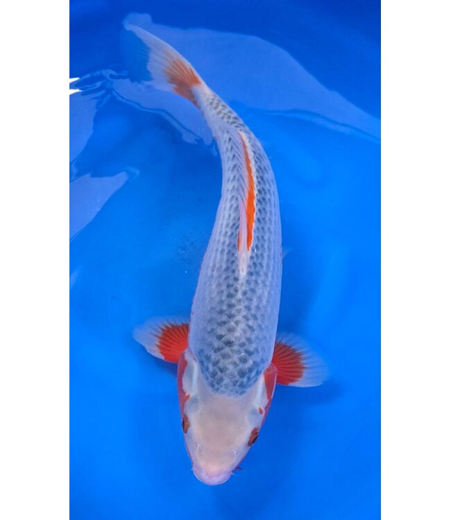 Asagi 50 cm