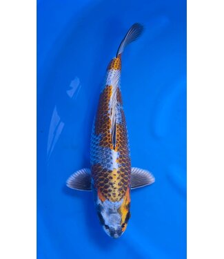 Beni Ginga  50 cm