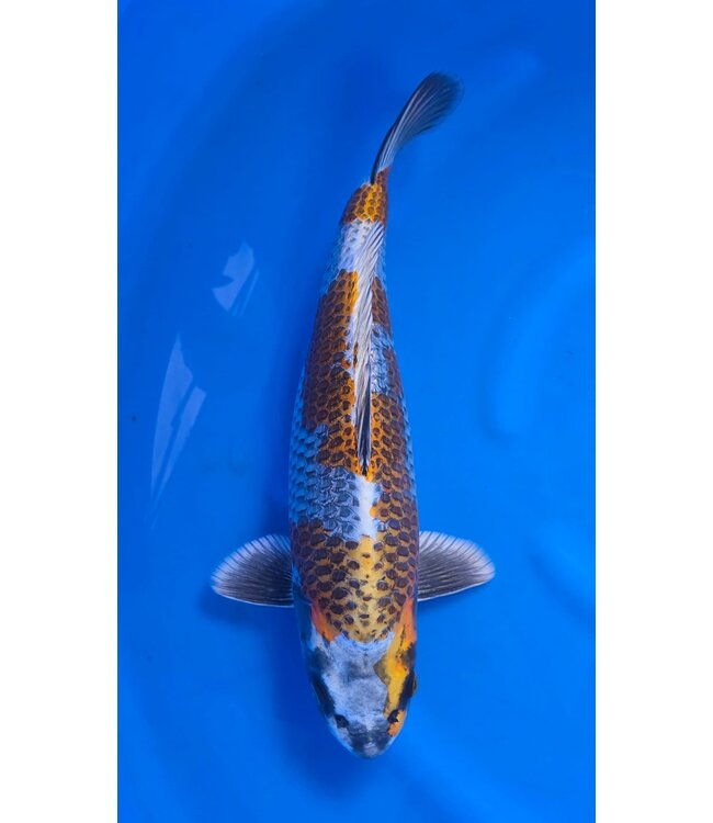 Beni Ginga 50 cm
