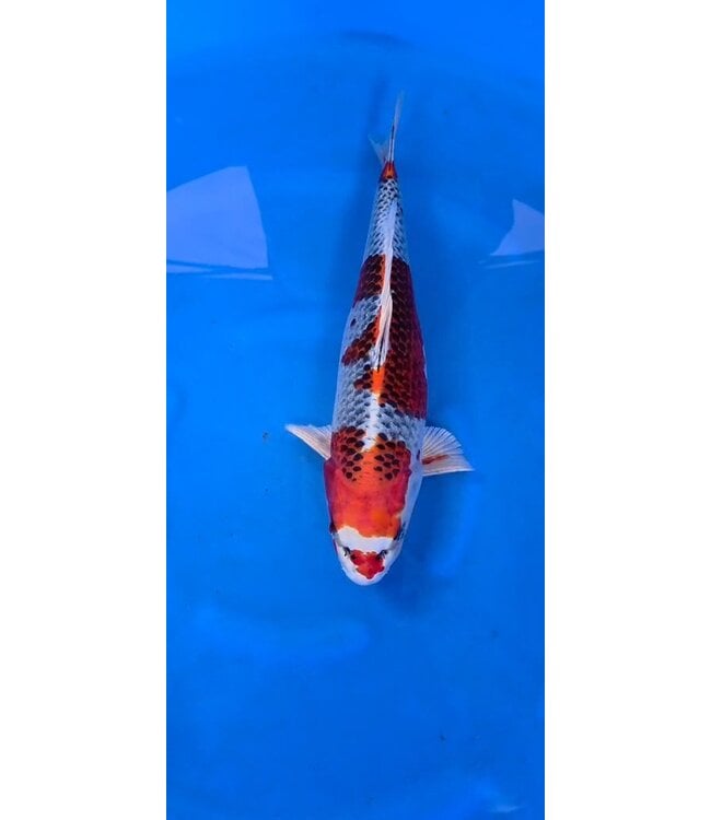 Hi Kujaku  50 cm