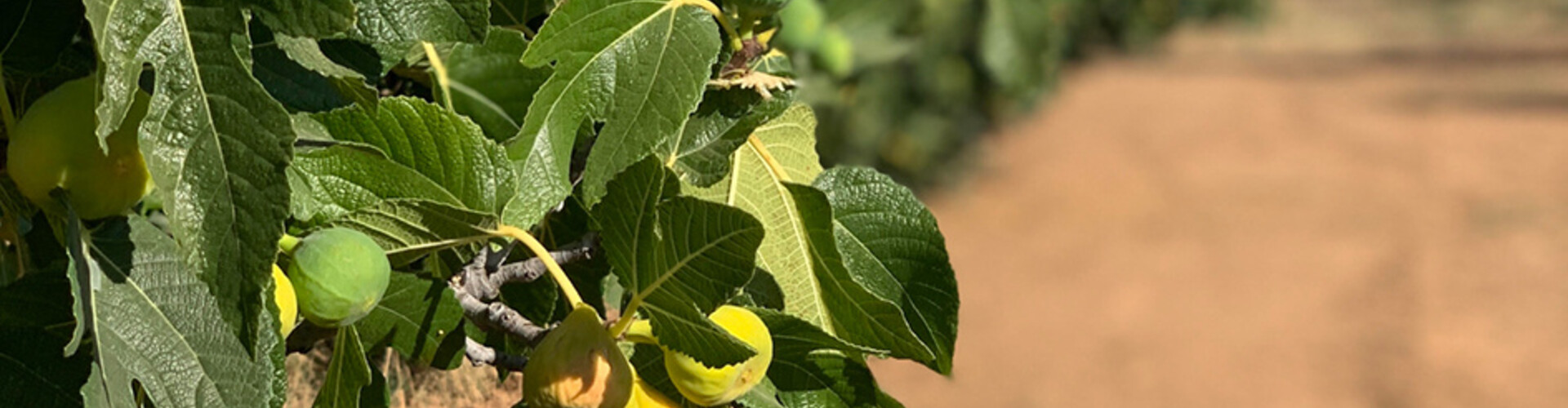 Calabacita vijgen