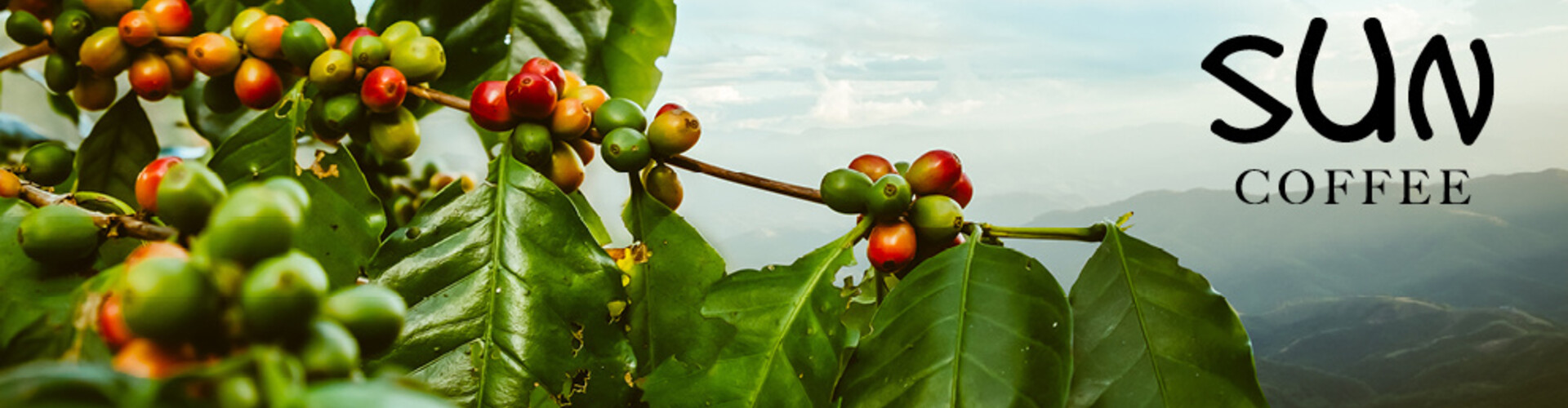 Blue Mountain coffee out of stock