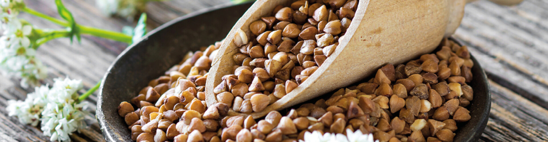 Dutch buckwheat