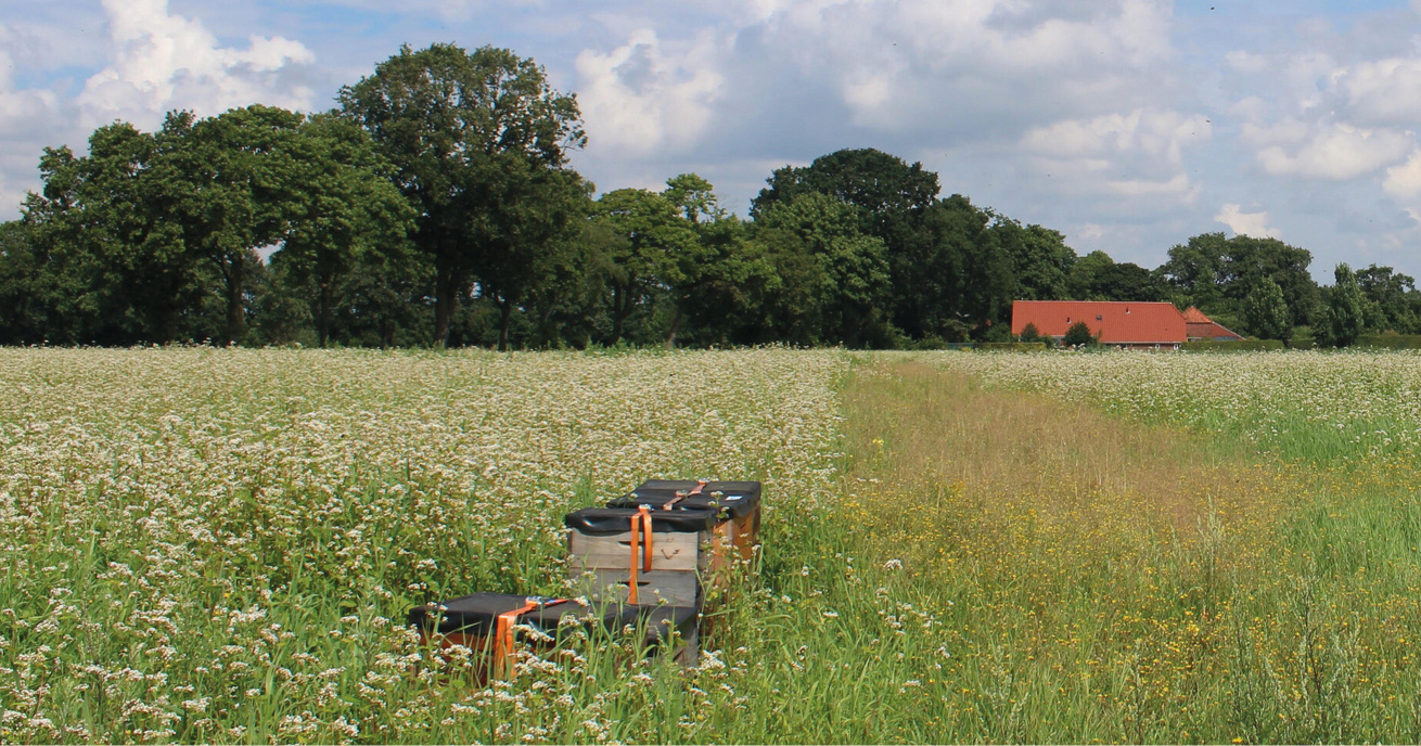 Beehives on a field of flowering buckwheat under a blue sky with trees and a farm on the horizon