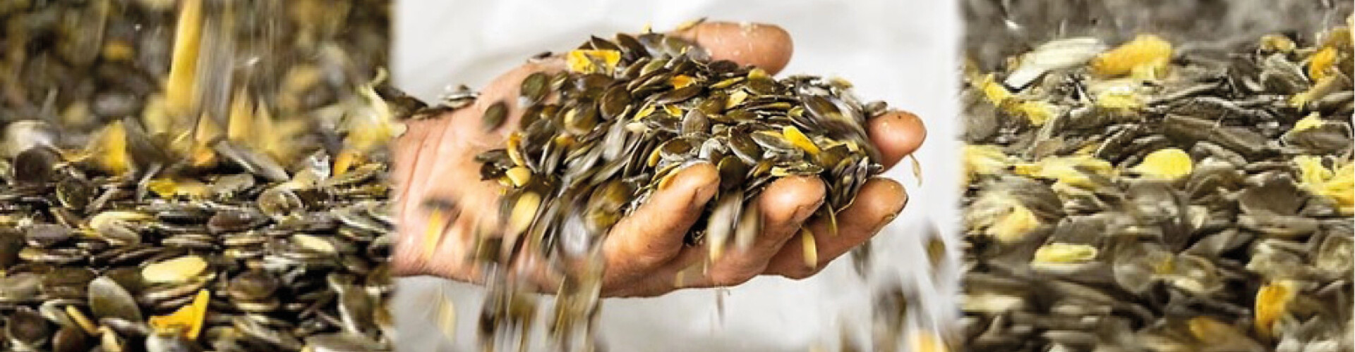 Dutch pumpkin seeds