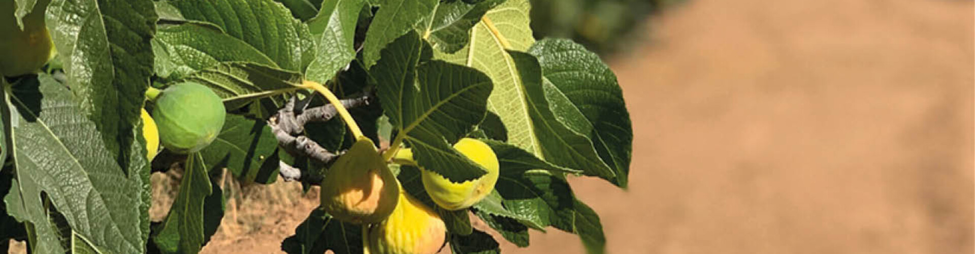 Calabacita figs