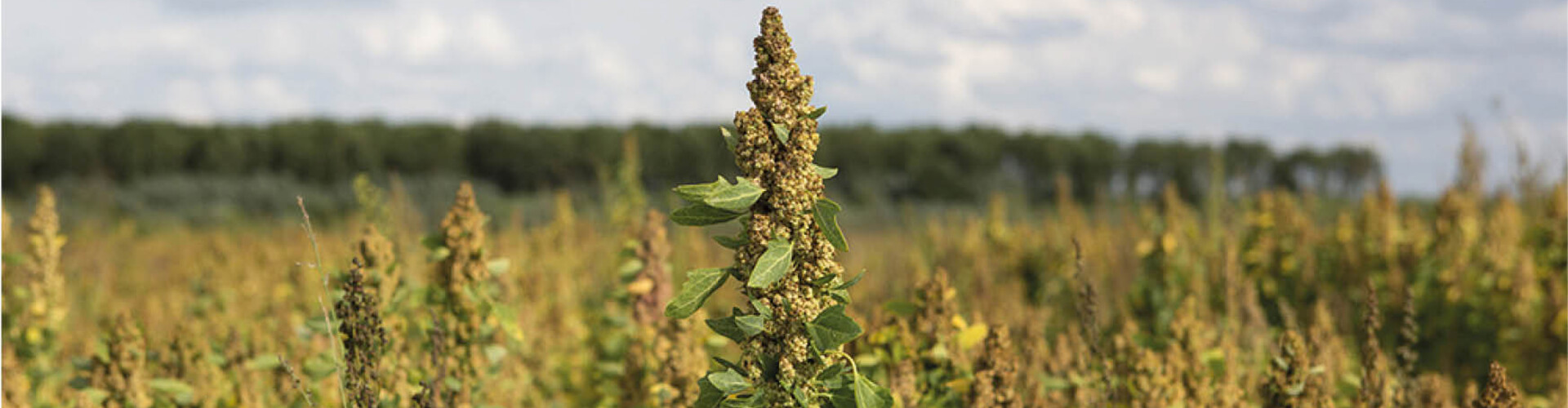 Quinoa van Noordhollandse bodem