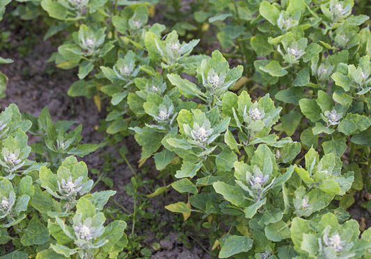 Een rij in Nederland geteelde quinoa