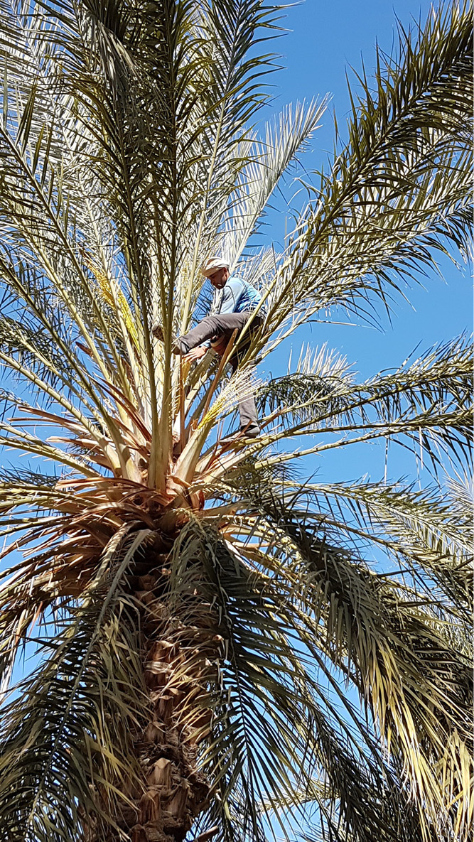 Hoog in een dadelpalm demonstreert een arbeider biologische dadels en duurzame landbouwpraktijken
