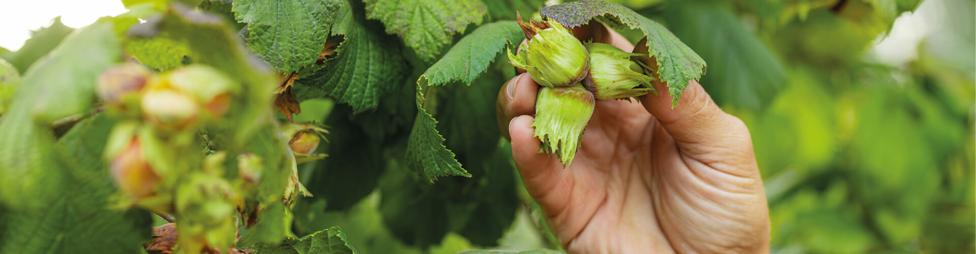 Autumn on Your Plate: Nourish Your Body from Within