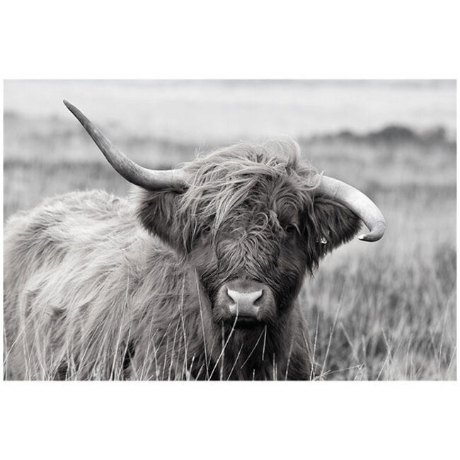 Sweet Living Schilderij Highland Cow