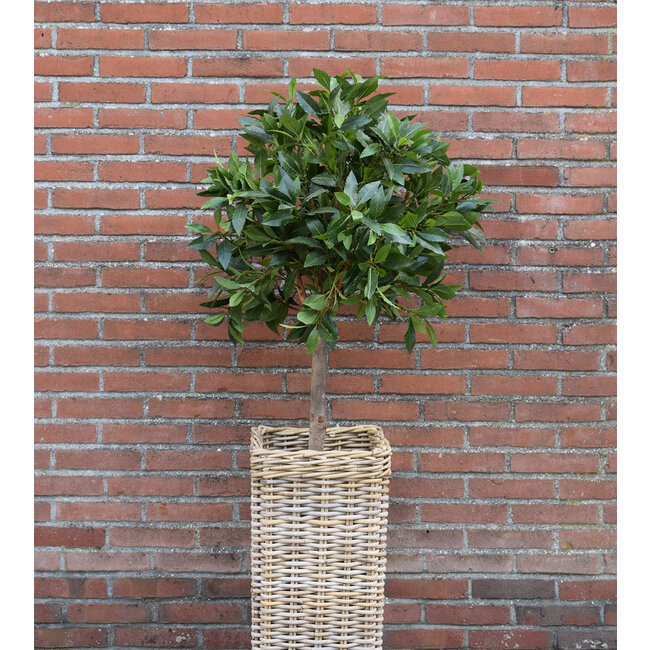 Sweet Living Rieten Paraplumand - 30x30xH70 cm