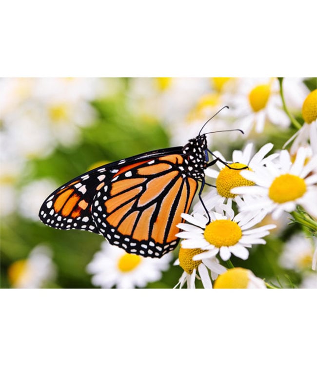 Sweet Living Canvas Schilderij Monarch Butterfly