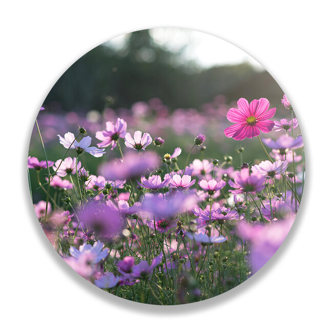 Sweet Living Wandcirkel Cosmea Bloemen