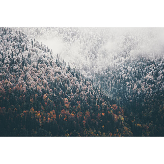 Sweet Living Schilderij Mistig Naaldbos