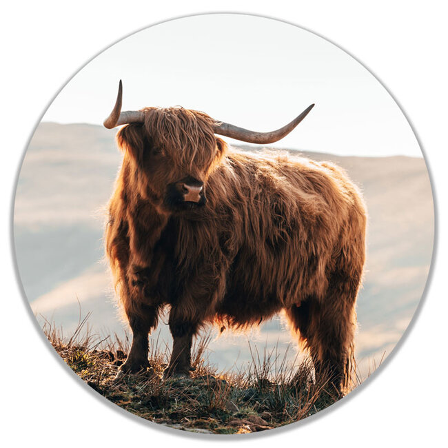 Sweet Living Wandcirkel Scottish Highlander