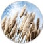 Sweet Living Wandcirkel Pampas in de wind