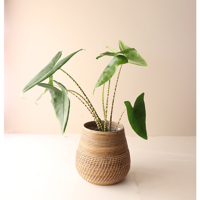 Sweet Living Bamboe Plantenmand - Ø40xH33 cm