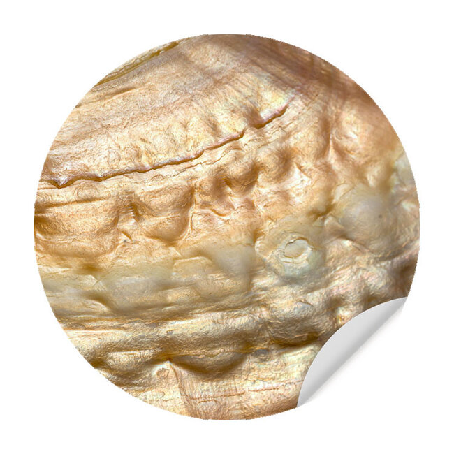 Sweet Living Muursticker Pearl Shell Gold