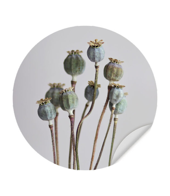 Sweet Living Muursticker Poppy Flowers