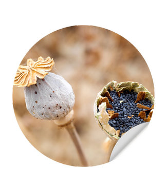 Sweet Living Muursticker Poppy Seeds