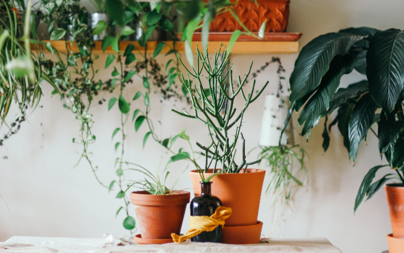 Waarom planten in elk interieur thuishoren