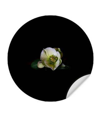 Sweet Living Behangcirkel White Flower
