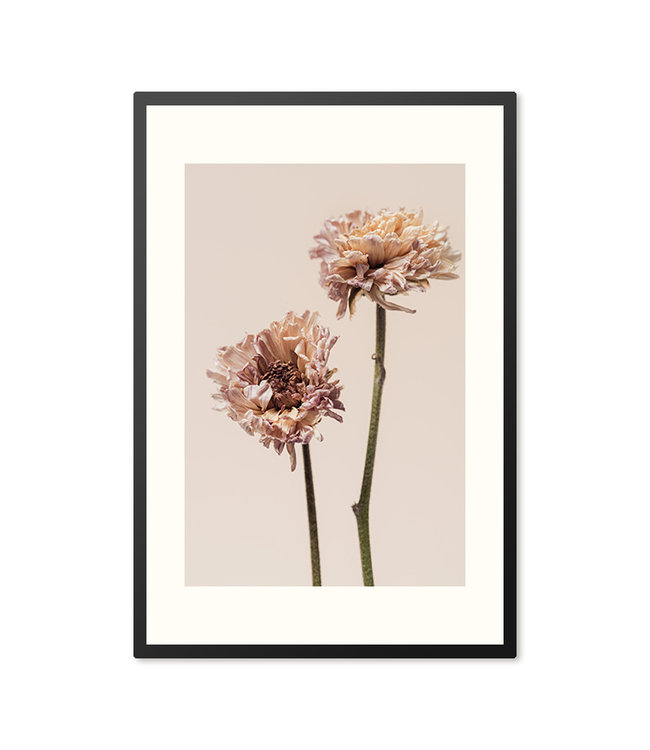 Sweet Living Poster in lijst Chrysanten