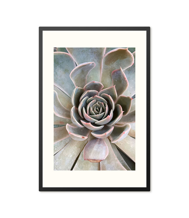 Sweet Living Poster in lijst Close Up Succulent Plant