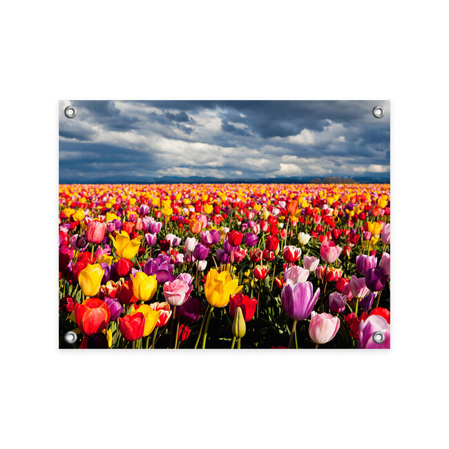 Sweet Living Tuinposter Kleurrijk Tulpenveld